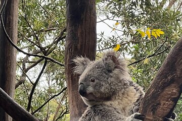 Private Tour Blue Mountains Day Adventure Wildlife + River Cruise