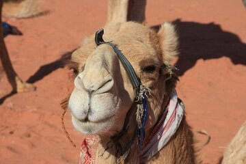 Private 5-Day Guided Tour of Jordan