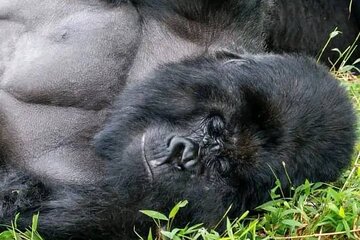 7 Days Explore Mgahinga Gorilla National Park Safari