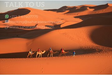 Camel Trekking & 1 Night Desert Camp