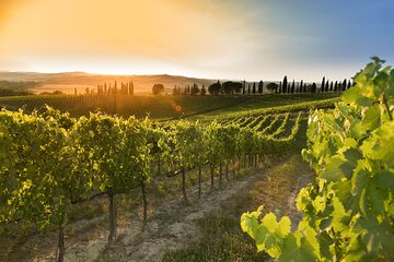 Club Brunello Private Tasting with Lunch in a Castle Winery