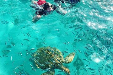 Snorkeling with Giant Turtles & 4 Beaches in the North