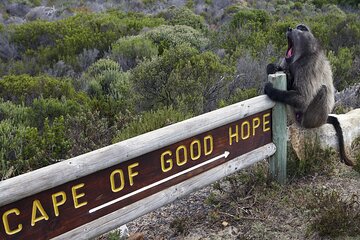 Cape of Good Hope and Penguins Full-Day Tour from Cape Town