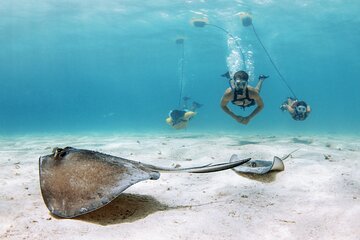 Snorkeling Experience on a NEMO Diving System