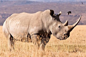 Full Day Isimangaliso Wetlands Park Tour From Durban