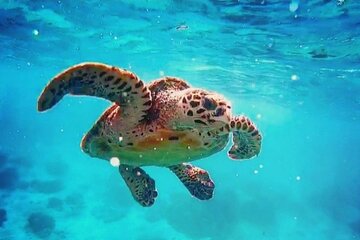 Snorkeling at Blue Lagoon Bali all included