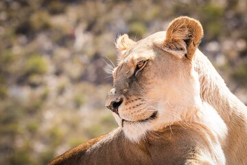 Day Trip to Selous Game Reserve from Zanzibar