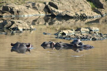 Day Safari in Pilanesburg Big Five Game Reserve