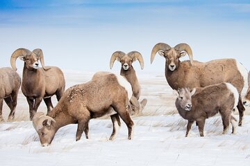 Grand Teton and Native American Petroglyph Tour