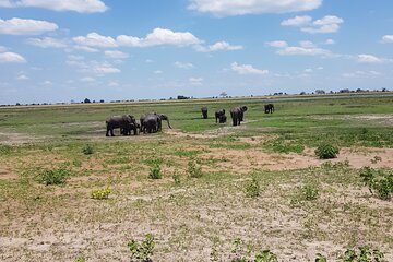 Chobe Full Day Safari in Chobe