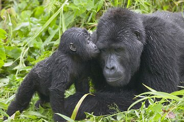 5 Day Private Uganda Gorillas and Chimps Tour
