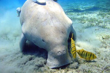 Swimming with Dugong & Turtles in Abo Dabab Marsa Alam :Hurghada