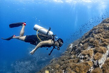 Basic Diver ( One Day Experience)