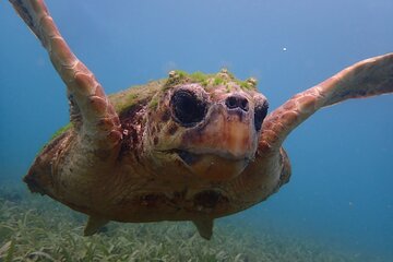 Swim With Turtles 