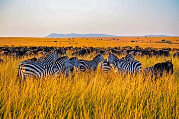 3-Day Masai Mara Jeep Safari