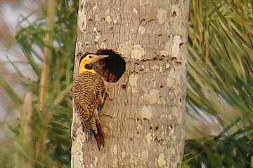 Iguazu Sunset & Nocturnal Birdiwatching