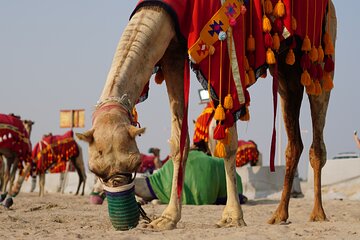 Desert Safari & Overnight Camping