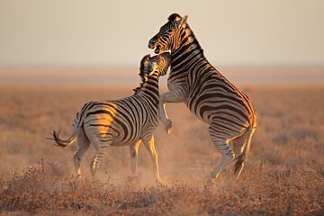 Horseback Safari and Wine Tasting Private Guided Tour