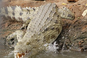 Full Day Safari in Mikumi National Park from Zanzibar including Flights