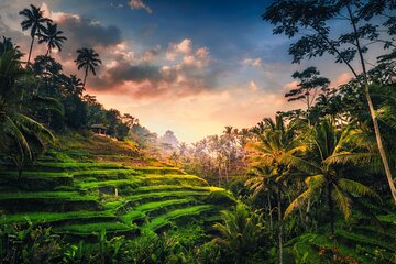 Ubud waterfall, rice terraces, and swing explore