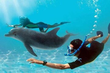 Swimming With Dolphin in SeaTrip adventure with Lunch in Hurghada