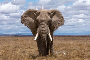 Three Days Ngorongoro crater, Lake Manyara and Taragire National Park (Joining)