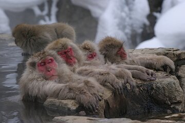 Nagano Snow Monkey 1 Day Tour with Beef Sukiyaki Lunch from Tokyo