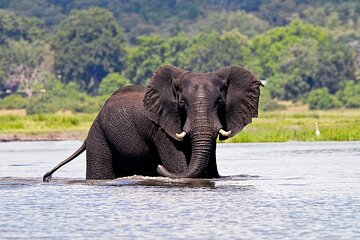 A Full Day Chobe National Park Safari Trip from Victoria Falls