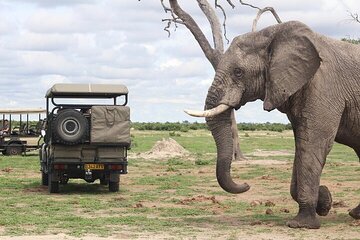 From Victoria Falls: A Full Day Chobe Safari with Buffet Lunch