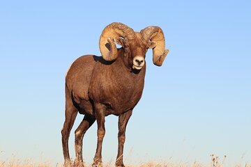 Badlands Sunset and Wildlife Adventure 