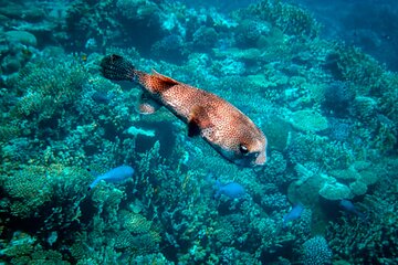 Sea Scope Semi Submarine - Marsa Alam