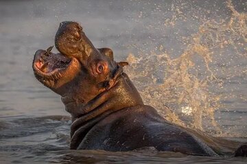 2-Day Isimangaliso Wetlands Park & Hluhluwe Imfolozi from Durban