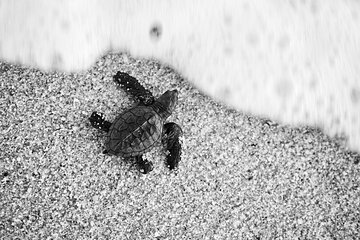 Los Cabos turtle release conservation program
