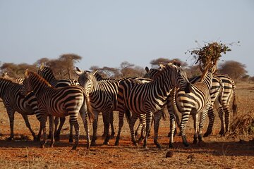 6 Days Kenya Masai Mara,Lake Nakuru & Amboseli Wildlife Safari