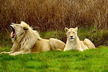 Cradle of Humankind, Caves or Maropeng, Rhino and Lion Park