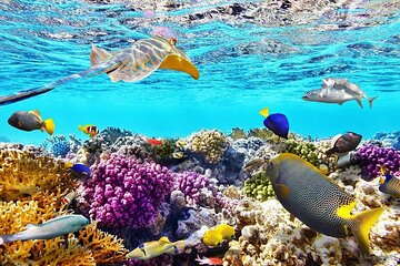 Tiran Island Snorkeling Excursion