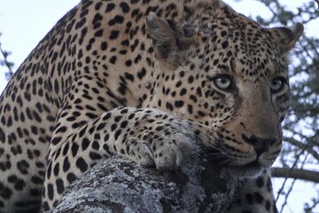 Serengeti Under Canvas - 9 days