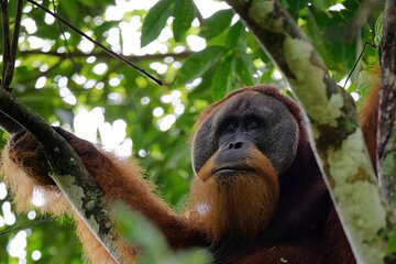 3 Days Bukit Lawang Tour (Happy Jungle)