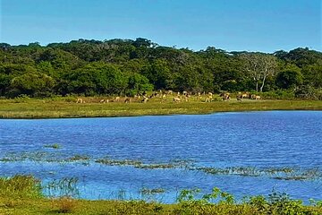Visit Ella and Yala Safari - 02 Days, All Inclusive