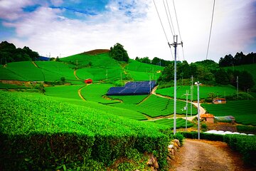 Green Tea Fields, Serene Beautiful Nature of Kyoto: Private Tour