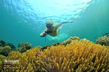 OnBird - PRIVATE ADVENTURE SNORKELING - explore Half-moon reef & Coral Mountain