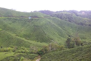 Cameron Highlands Hill Forest Walk 