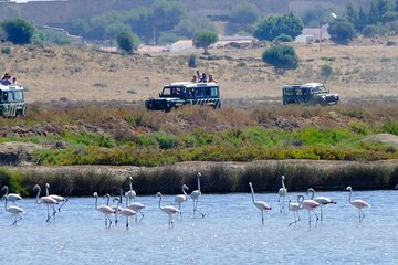 Half-Day Nature Safari in the Algarve