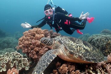 Diving And Snorkeling To Ras Mohamed And White Island By VIP Boat