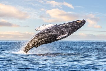 Kohola (whale) Watching Excursion