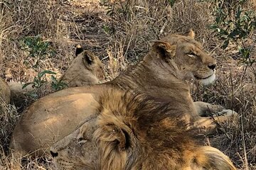 Rhino and Lion Park Safari