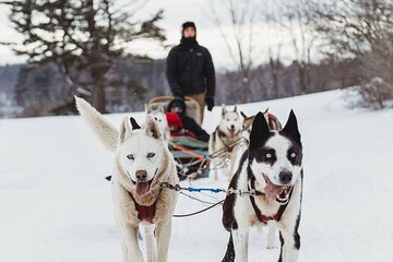 Ultimate Dog Sledding Tour - Day trip from Ottawa & Gatineau