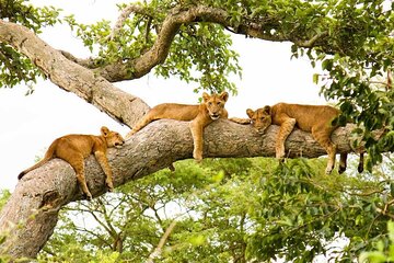 5-Day Private Guided Gorillas and Wildlife Safari Tour