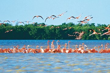 Boat tour to Celestun from Merida