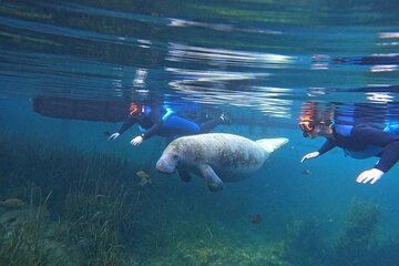 Small Group Manatee Swim Tour With In Water Guide 